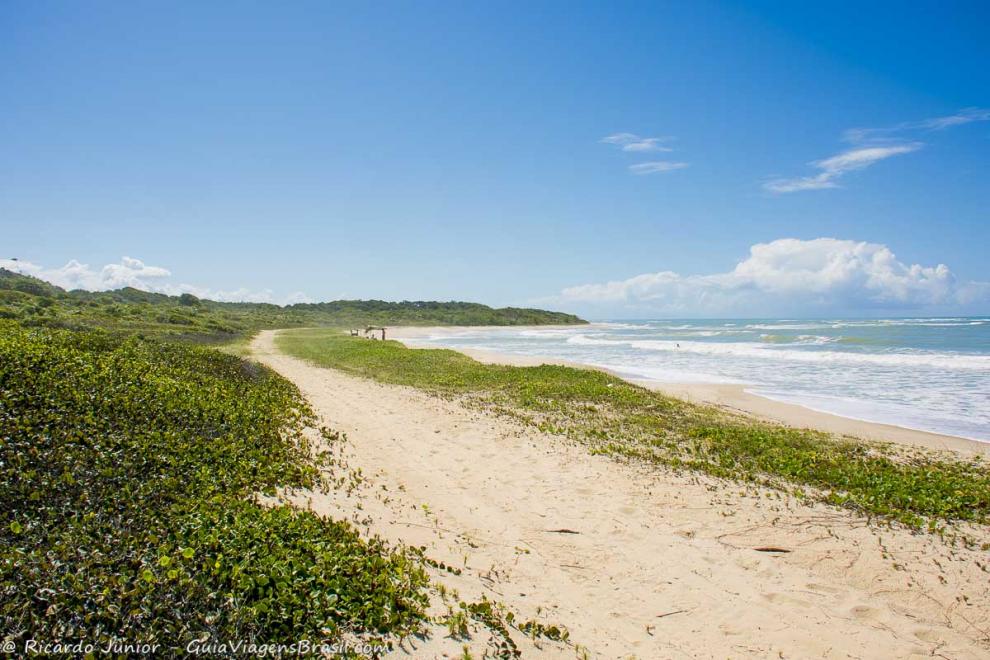 Imagem da vegetação rasteira na areias da Praia Ponta de Itaquena.